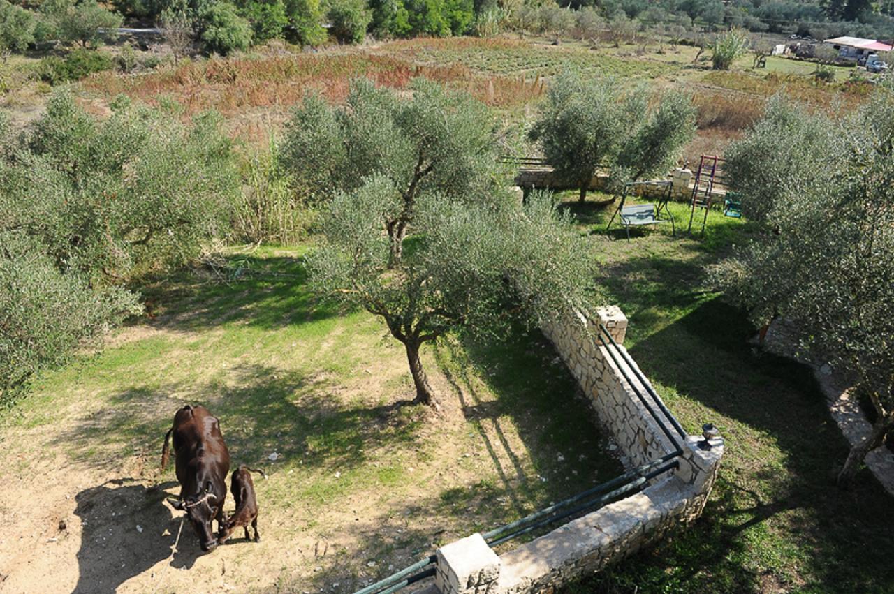 Ammos Zante Villas Vasilikí Exteriér fotografie